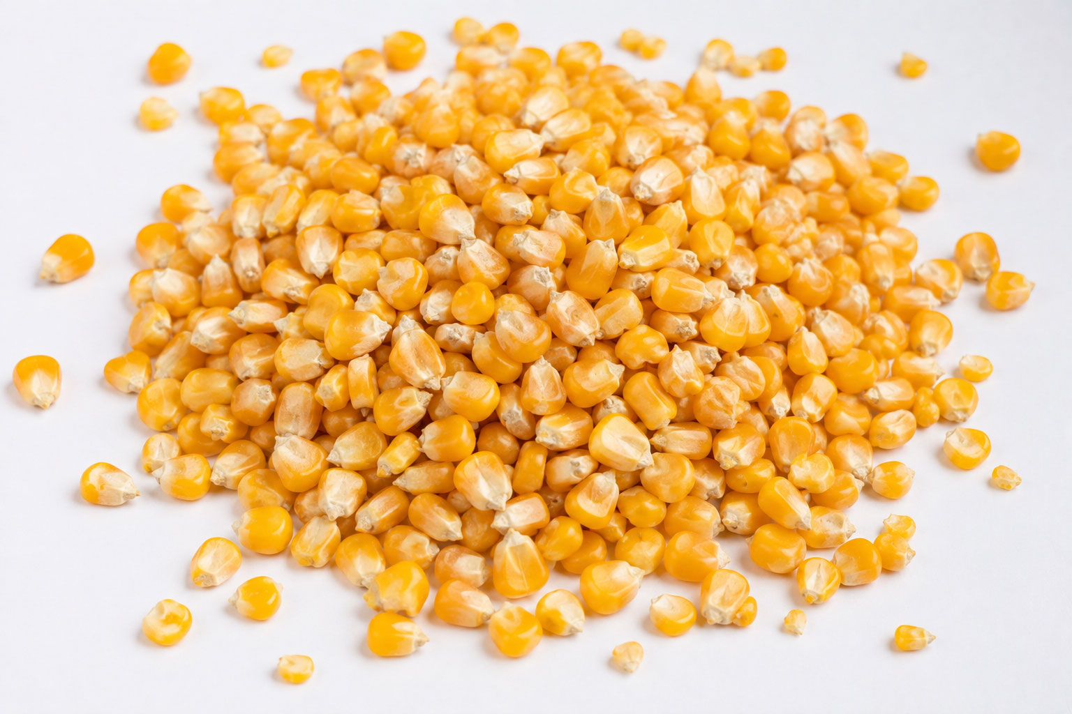 Maize