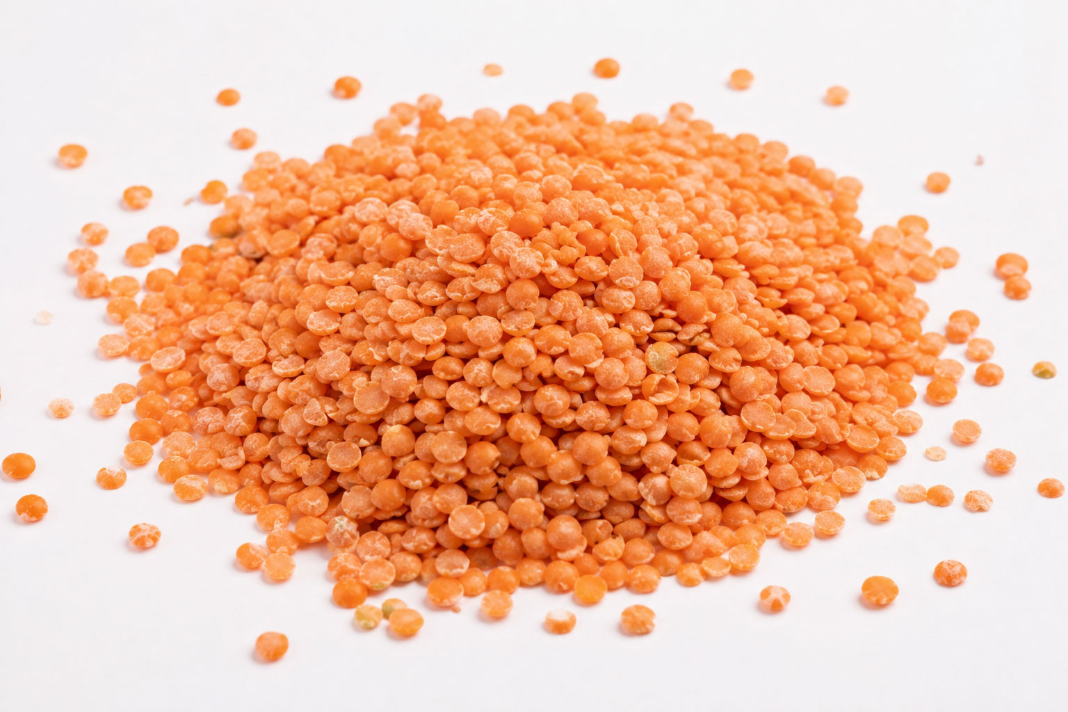 Lentil